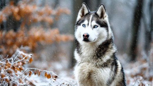 �1760802 �������(a): ����������:3840x2160